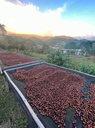 Coffee cherries drying on raised beds on a hillside Tarrazú at sunrise with mountains in the background.
