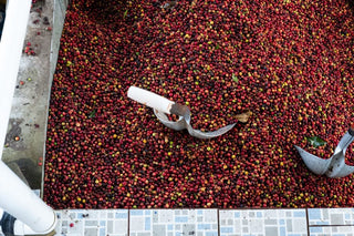 Red and purple coffee cherries drying on a raised bed with metal scoops during Villa Sarchi Anaerobic processing.