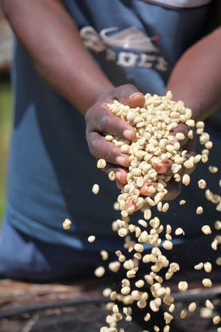 Close up of dark hands cupping pale Karogoto coffee beans during processing