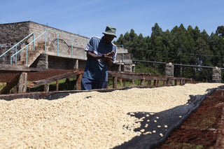 Worker in blue shirt and hat spreads coffee beans on a drying bed outdoors at Karogoto factory