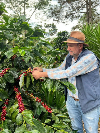 Farmer in hat harvesting ripe coffee cherries on a Guatemalan coffee farm