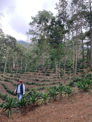 Man walks through terraced Guatemalan coffee fields with rows of plants and trees