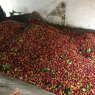 Pile of ripe red and yellow coffee cherries on a wooden trough inside a rustic processing room