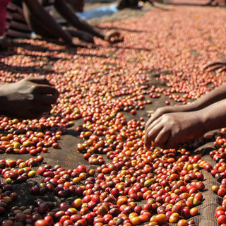 Kenyan Mbegu Ndogo coffee cherries spread on a surface as hands sort them.