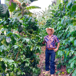Guatemalan coffee farmer standing in a lush coffee plantation wearing a cowboy hat.