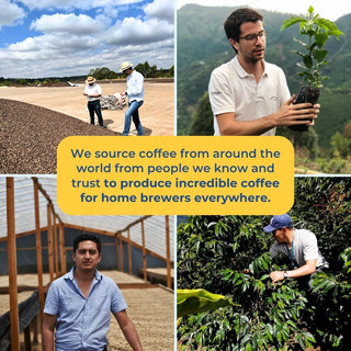 Collage of coffee sourcing scenes with field workers a seedling greenhouse and coffee plants