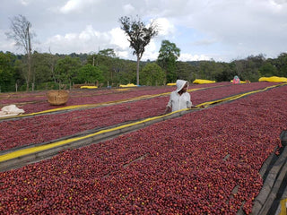 Coffee cherries drying on black raised beds with yellow tarps in a Guji farm; worker in a white hoodie.