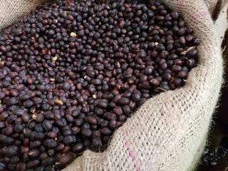 Dark brown coffee beans in a burlap sack ready for processing.