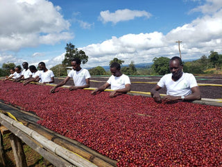 Farm workers in white shirts sort red coffee cherries on a long drying bed in Ethiopia for Biranu Dulo coffee