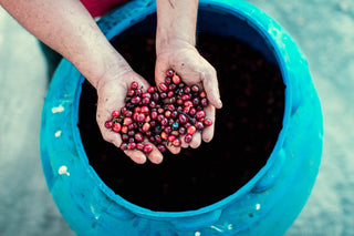 Hands cupping bright red coffee cherries above a blue barrel.