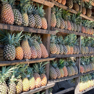 Pineapples stacked on wooden racks as part of Guatemala Santa Ana Pineapple Process