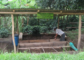 Coffee farm worker tending a wooden drying trough under a simple shelter in a Peruvian coffee farm