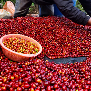 Pile of ripe red coffee cherries with a basket of cherries on a processing surface