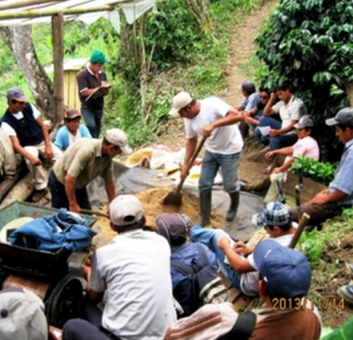 Coffee harvest scene with workers gathering beans in a rural hillside for Norandino Espresso