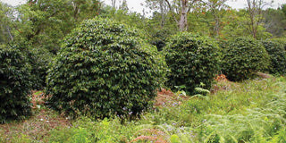 Two-panel image showing coffee harvesters in a lush plantation on the left and baskets of green coffee beans on the right