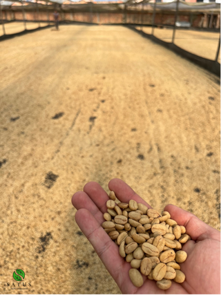 Hands hold a pile of raw coffee beans outdoors with a sandy yard and tropical plants in the background