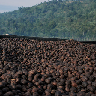 Close up of dark drying coffee cherries spread on wooden beds with a hillside in the background