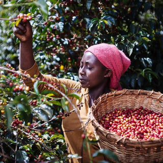 Female farmer in a red headscarf harvests coffee cherries among bushes with a basket full of berries