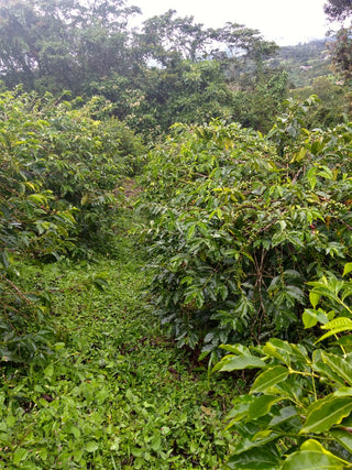 Wide view of a hillside coffee farm with green bushes and cloudy sky in Colombia