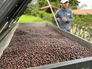 Coffee beans drying in a metal trough at the farm's wet mill with a worker visible in the background.