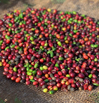 Pile of ripe and green coffee cherries on a drying bed