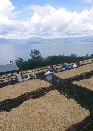Cherries drying on sunlit patios along a lake as Idjwi Island women from Rebuild Women's Hope process Chasi AA coffee.