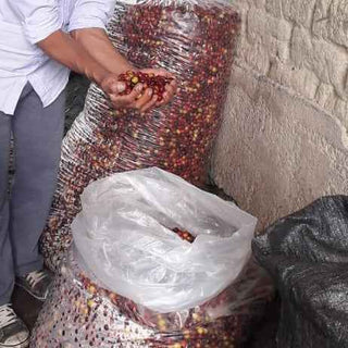 Person scooping red coffee cherries from a large sack beside a clear plastic bag of beans against a white brick wall.