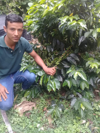 Farmer crouching beside a coffee shrub bearing clusters of green cherries at Finca El Chaferote