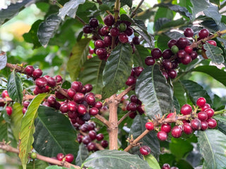 Close up of ripe red coffee cherries on a coffee plant with dark green leaves.