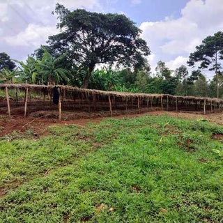 Shade grown coffee farm with a long thatched shelter and green field under a large tree