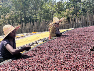 Farm workers wearing straw hats dry red coffee cherries on sunlit patios beside a rustic wooden fence.
