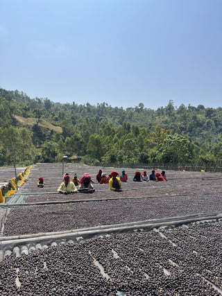 Workers spread sun dried coffee cherries on long beds at a hillside drying yard for Ethiopian Bombe Natural