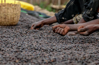 Bare feet beside coffee beans drying on a rocky ground with a woven basket nearby.