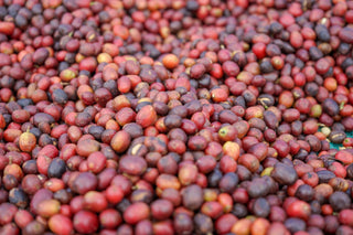 Close up of ripe red coffee cherries piled together