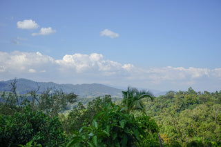 Sprawling Ethiopian highland landscape with lush green hills beneath a clear blue sky showcasing Wuri Yirgacheffe coffee from Worka-Sakaro