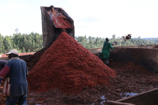 Pile of red coffee cherries at a Kenyan Kii AB processing site with workers nearby.