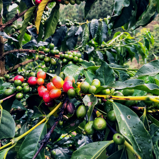 Green and red coffee cherries on a branch among glossy coffee leaves
