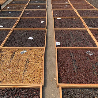 Overhead view of drying coffee cherries spread in wooden drying beds along a central path