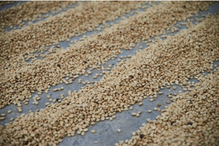Beige coffee beans spread out on a blue drying tarp for air drying.
