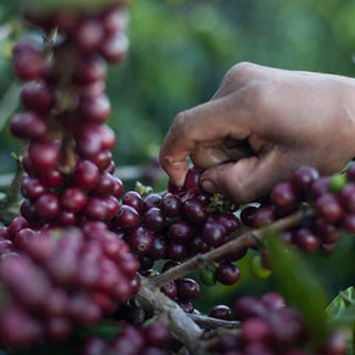 Close up of hand harvesting ripe red coffee cherries on the vine