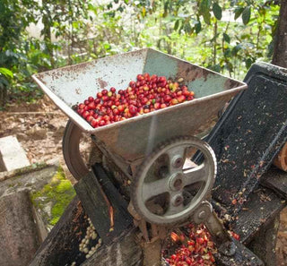 Red coffee cherries on a pulping machine outdoors during processing