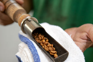 Close-up of a hand holding a metal scoop filled with roasted coffee beans resting on a towel
